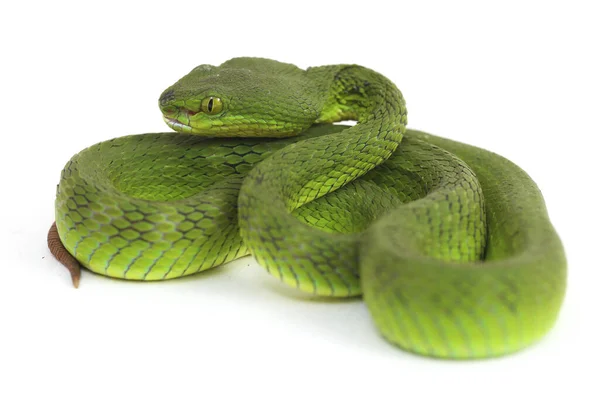 Close White Lipped Green Pit Viper Serpente Trimeresurus Albolabris Isolado — Fotografia de Stock