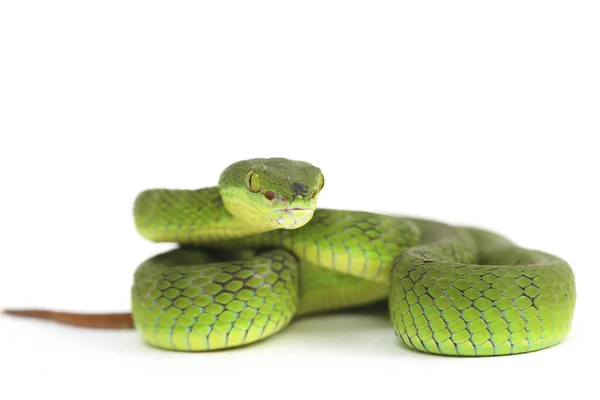 Gros Plan Couleuvre Lèvres Vertes Trimeresurus Albolabris Isolée Sur Fond — Photo