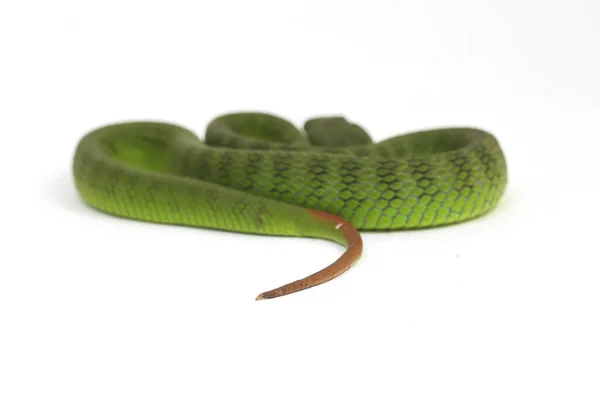 배경에 고립된 입술그린 바이퍼 Trimeresurus Albolabris — 스톡 사진