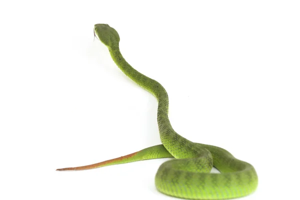 Nahaufnahme Weißlippennatter Trimeresurus Albolabris Isoliert Auf Weißem Hintergrund — Stockfoto