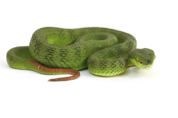 Közelkép Fehér Ajkú Zöld Gödör Vipera Kígyó Trimeresurus Albolabris Elszigetelt — Stock Fotó