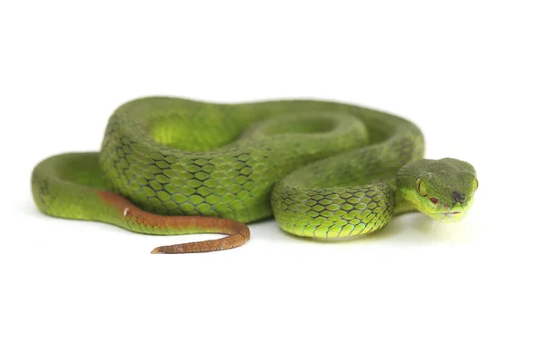 Primer Plano Serpiente Viper Green Pit Labio Blanco Trimeresurus Albolabris — Foto de Stock