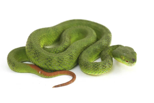 Gros Plan Couleuvre Lèvres Vertes Trimeresurus Albolabris Isolée Sur Fond — Photo