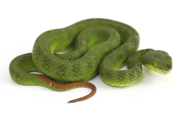 Nahaufnahme Weißlippennatter Trimeresurus Albolabris Isoliert Auf Weißem Hintergrund — Stockfoto