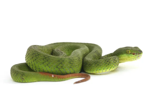 Закрыть Белые Губы Зелёная Яма Змея Trimeresurus Albolabris Изолированы Белом — стоковое фото