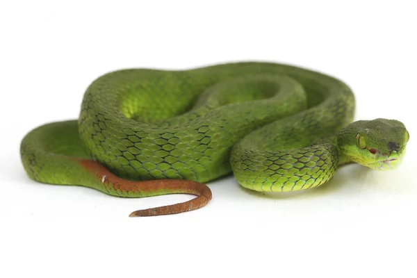 在白色背景下隔离的白唇绿嘴毒蛇 Trimeresurus Albolabris — 图库照片