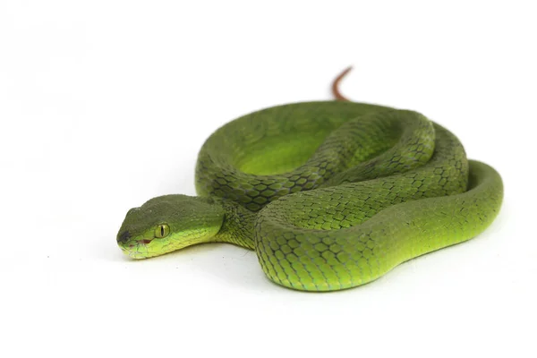 Primer Plano Serpiente Viper Green Pit Labio Blanco Trimeresurus Albolabris —  Fotos de Stock