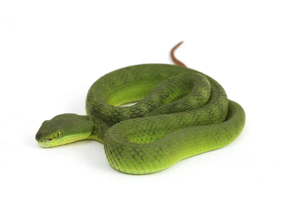 Nahaufnahme Weißlippennatter Trimeresurus Albolabris Isoliert Auf Weißem Hintergrund — Stockfoto