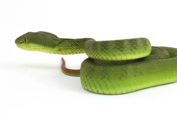 Close White Lipped Green Pit Viper Serpente Trimeresurus Albolabris Isolado — Fotografia de Stock