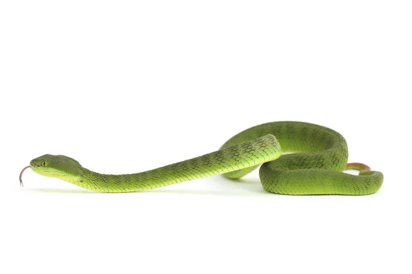 Close White Lipped Green Pit Viper Serpente Trimeresurus Albolabris Isolado — Fotografia de Stock