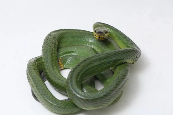 Cobra víbora azul pronta para atacar no galho com pano de fundo