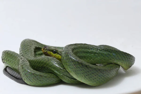 Gonyosoma Oxycephalum Conocida Comúnmente Como Serpiente Rata Arbórea Serpiente Rata — Foto de Stock