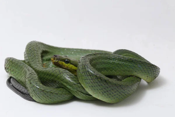 Gonyosoma Oxycephalum Allgemein Bekannt Als Baumrattennatter Die Rotschwänzige Grüne Rattennatter — Stockfoto