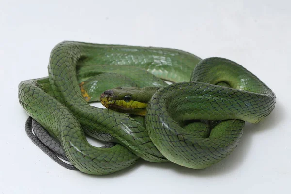 Gonyosoma Oxycephalum Allgemein Bekannt Als Baumrattennatter Die Rotschwänzige Grüne Rattennatter — Stockfoto