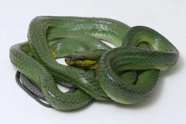 Gonyosoma Oxycephalum Known Commonly Arboreal Ratsnake Red Tailed Green Ratsnake — Stock Photo, Image