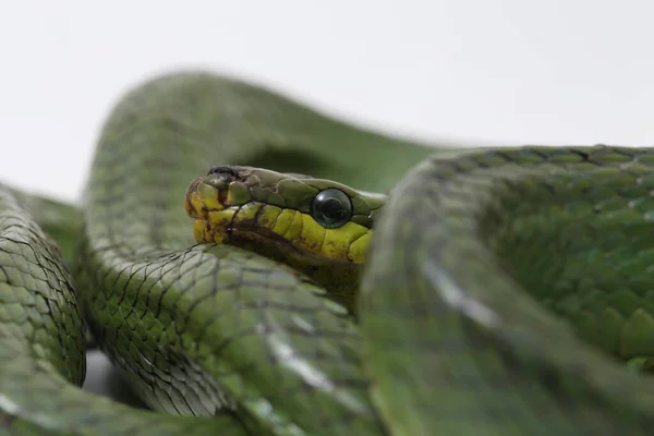该物种是东南亚特有的 原产于东南亚 以白色背景为背景 通常被称为树栖老鼠蛇 红尾蛇 绿老鼠和红尾蛇 — 图库照片