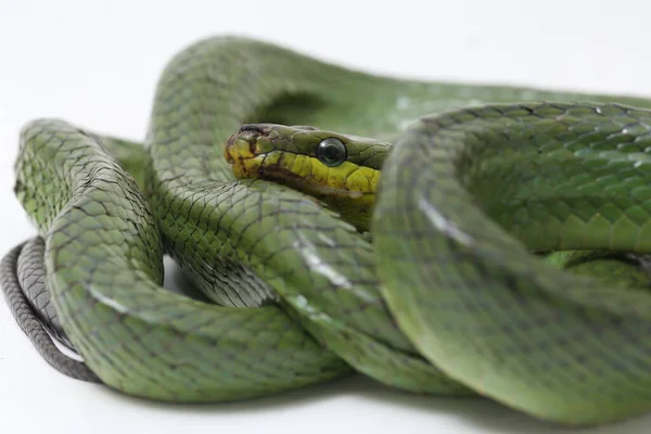 Gonyosoma Oxycephalum Znany Powszechnie Jako Arboreal Ratsnake Czerwono Ogonowy Zielony — Zdjęcie stockowe