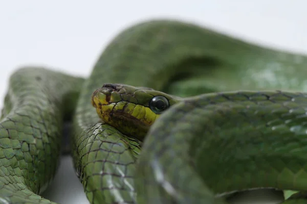 Gonyosoma Oxycephalum Allgemein Bekannt Als Baumrattennatter Die Rotschwänzige Grüne Rattennatter — Stockfoto