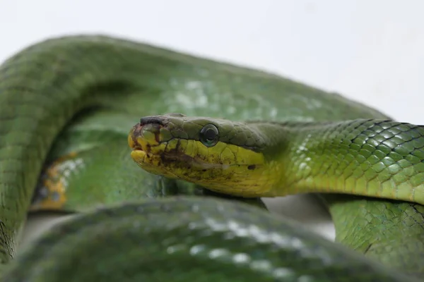 Gonyosoma Oxycephalum Közismert Nevén Fakígyó Vörös Farkú Zöld Laposkígyó Vörös — Stock Fotó