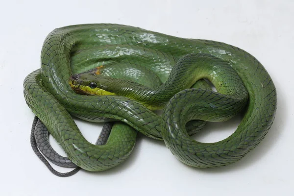 옥시케 Gonyosoma Oxycephalum Arboreal Ratsnake Red Tailed Green Ratsnake 레이서 — 스톡 사진