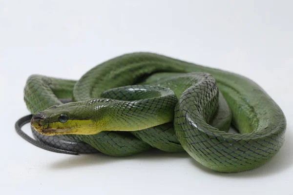 该物种是东南亚特有的 原产于东南亚 以白色背景为背景 通常被称为树栖老鼠蛇 红尾蛇 绿老鼠和红尾蛇 — 图库照片