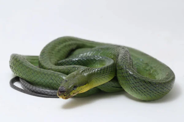 Gonyosoma Oxycephalum Known Commonly Arboreal Ratsnake Red Tailed Green Ratsnake — Stock Photo, Image