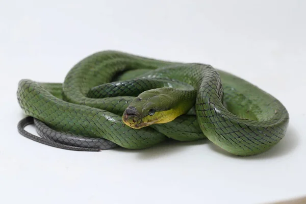 Gonyosoma Oxycephalum Conocida Comúnmente Como Serpiente Rata Arbórea Serpiente Rata — Foto de Stock