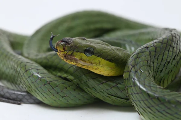 Gonyosoma Oxycephalum Conocida Comúnmente Como Serpiente Rata Arbórea Serpiente Rata —  Fotos de Stock