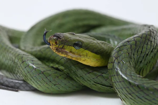 Gonyosoma Oxycephalum Allgemein Bekannt Als Baumrattennatter Die Rotschwänzige Grüne Rattennatter — Stockfoto