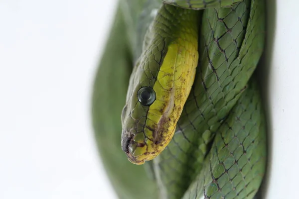 Gonyosoma Oxycephalum Yaygın Olarak Bilinen Adıyla Ağaç Yılanı Kırmızı Kuyruklu — Stok fotoğraf