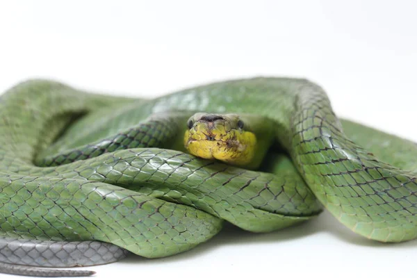 Gonyosoma Oxycephalum Vulgarmente Conhecida Como Cobra Rato Arbórea Cobra Rato — Fotografia de Stock