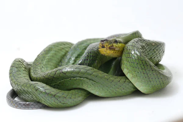 Gonyosoma Oxycephalum Conocida Comúnmente Como Serpiente Rata Arbórea Serpiente Rata — Foto de Stock