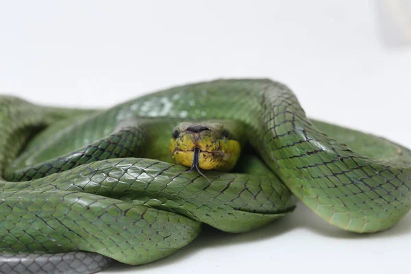 Gonyosoma Oxycephalum Közismert Nevén Fakígyó Vörös Farkú Zöld Laposkígyó Vörös — Stock Fotó