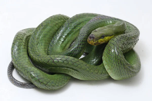 Gonyosoma Oxycephalum Conocida Comúnmente Como Serpiente Rata Arbórea Serpiente Rata — Foto de Stock