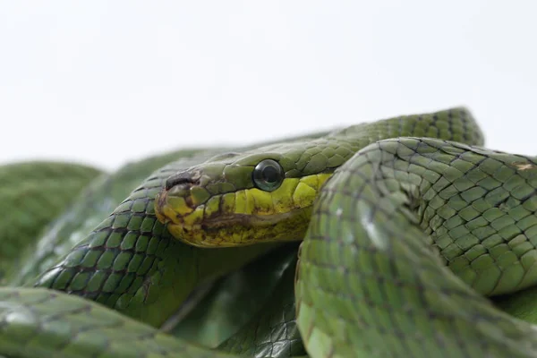 Cobra víbora azul no galho, cobra víbora pronta para atacar, insularis azul