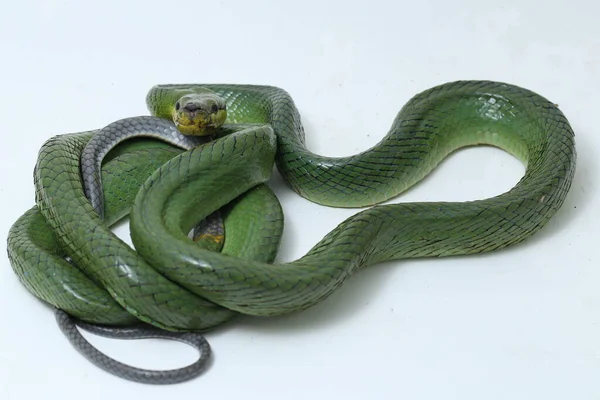 Gonyosoma Oxycephalum Vulgarmente Conhecida Como Cobra Rato Arbórea Cobra Rato — Fotografia de Stock