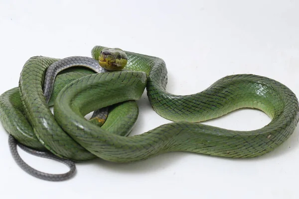 Gonyosoma Oxycephalum Algemeen Bekend Als Arboreale Ratsnake Roodstaartgroene Ratsnake Roodstaartracer — Stockfoto