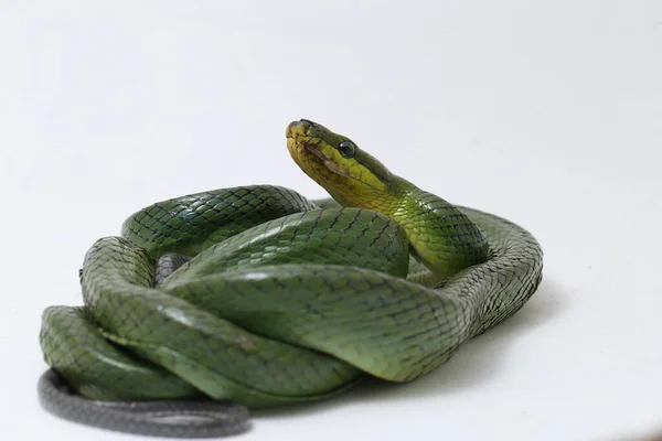 Gonyosoma Oxycephalum Közismert Nevén Fakígyó Vörös Farkú Zöld Laposkígyó Vörös — Stock Fotó
