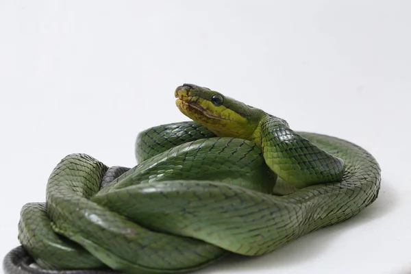 Gonyosoma Oxycephalum Γνωστό Συνήθως Δενδρόβιο Φίδι Κόκκινο Ουρά Πράσινο Φίδι — Φωτογραφία Αρχείου