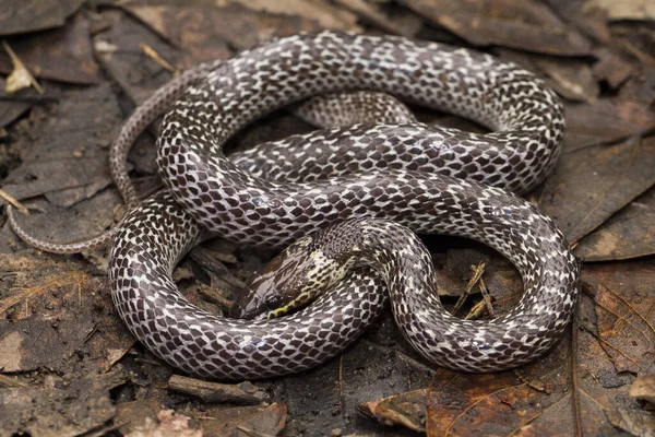 Oriental Wolfsnake Lycodon Capucinus Found Tropical Forest Though Wolf Snake — Stock Photo, Image