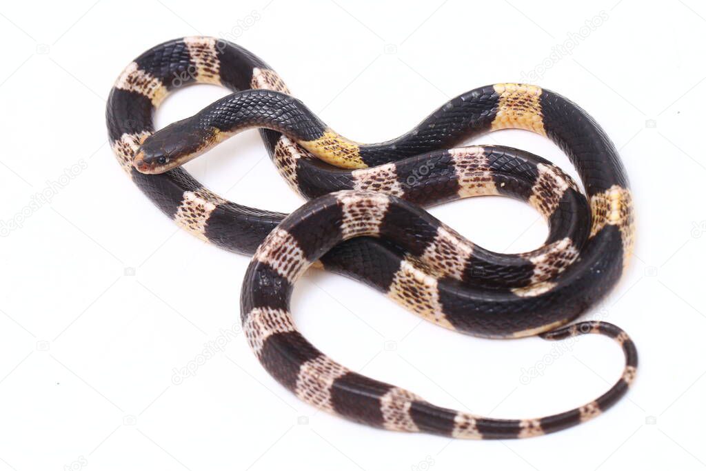 Highly venomous, Malayan krait or blue krait (Bungarus candidus) isolated on white background