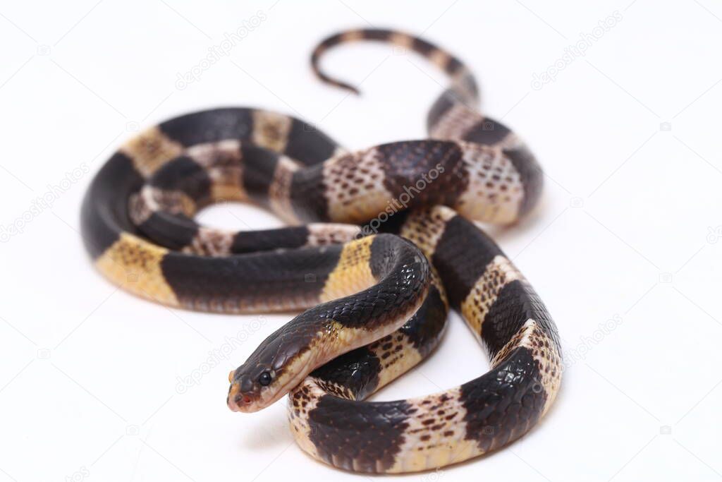 Highly venomous, Malayan krait or blue krait (Bungarus candidus) isolated on white background