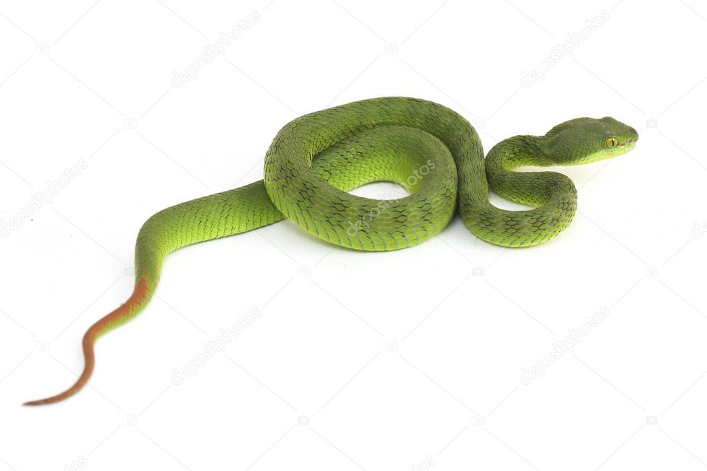 Close up White-lipped Green Pit Viper snake (trimeresurus albolabris) isolated on white background