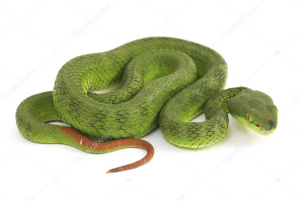 Close up White-lipped Green Pit Viper snake (trimeresurus albolabris) isolated on white background