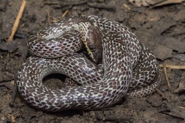 Doğulu kurt yılanı (Lycodon capucinus) tropikal ormanda bulunur ama kurt yılan zehirli değildir, saklanır.