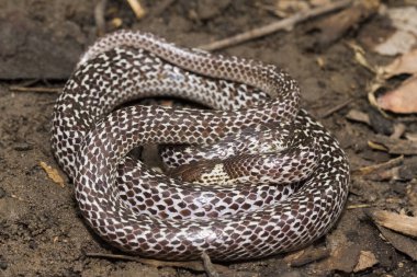 Doğulu kurt yılanı (Lycodon capucinus) tropikal ormanda bulunur ama kurt yılan zehirli değildir, saklanır.