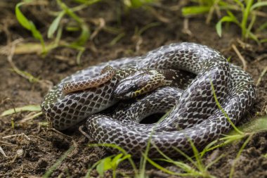 Doğulu kurt yılanı (Lycodon capucinus) tropikal ormanda bulunur ama kurt yılan zehirli değildir, saklanır.