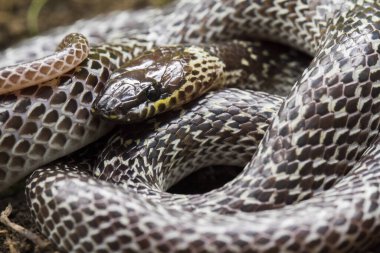 Doğulu kurt yılanı (Lycodon capucinus) tropikal ormanda bulunur ama kurt yılan zehirli değildir, saklanır.