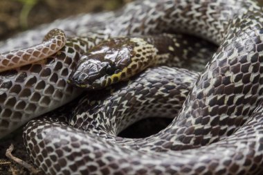 Doğulu kurt yılanı (Lycodon capucinus) tropikal ormanda bulunur ama kurt yılan zehirli değildir, saklanır.