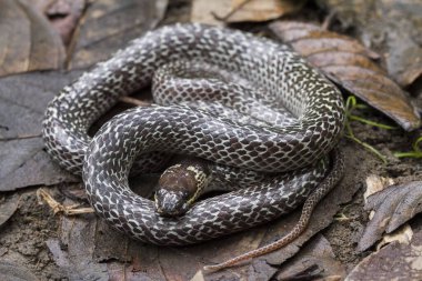 Doğulu kurt yılanı (Lycodon capucinus) tropikal ormanda bulunur ama kurt yılan zehirli değildir, saklanır.
